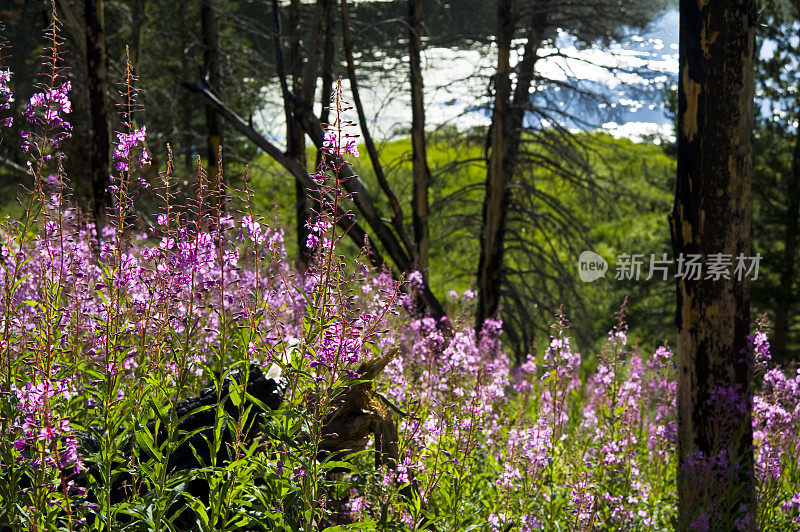 高山草甸风景区的Fireweed Flowers